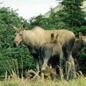 Moose and Calves