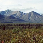 View from Muskeg