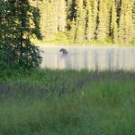 Moose in Juneau Lake