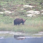Bear roaming on the other side of a tarn