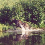 Bathing Moose