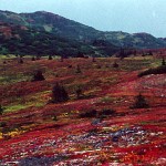 Portluck Plateau in autumn
