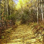 Fall trail