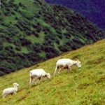 Dall sheep on slope